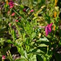 Nicotiana x sanderae 'Perfume rose brillant'